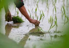 Farmers transplanting rice seedlings in paddy fields