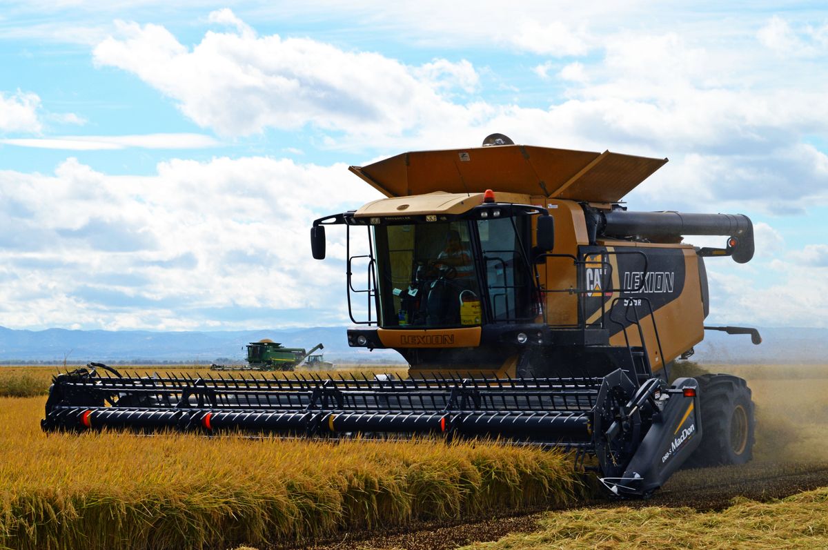 Traditional rice harvesting and processing